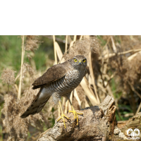 گونه قرقی Eurasian Sparrowhawk